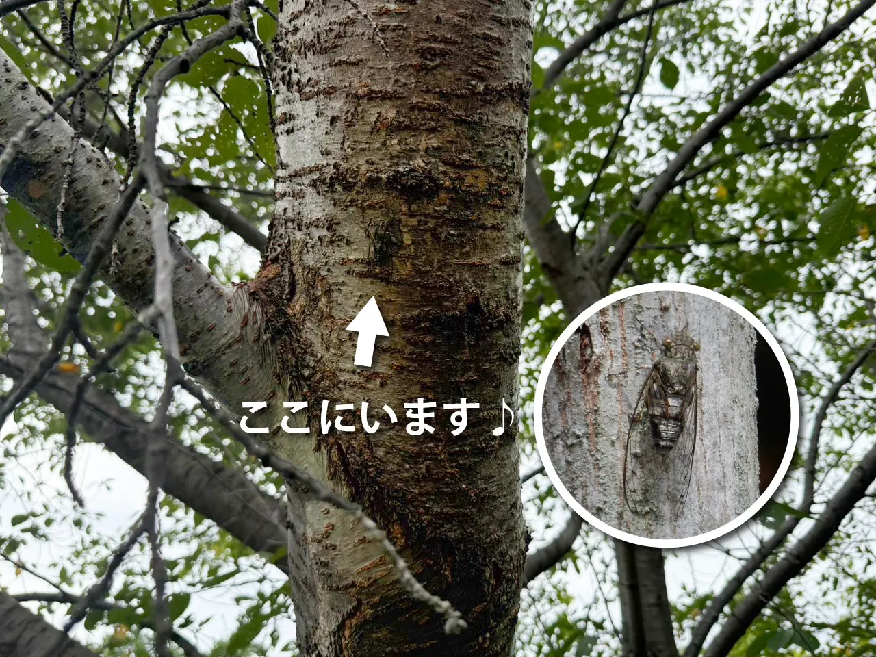 ツクツクボウシが鳴きはじめました〜!