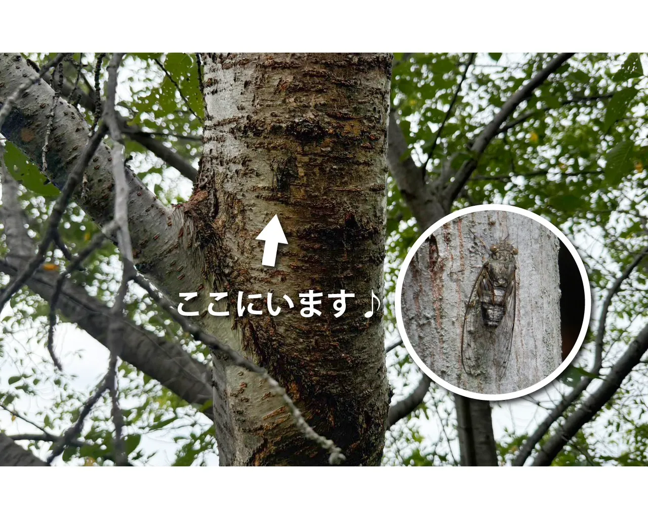 ツクツクボウシが鳴きはじめました〜!
